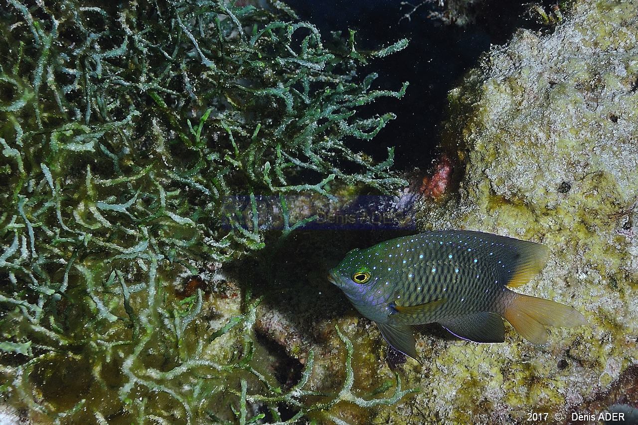 Caulerpa serrulata-Plectroglyphidodon lacrymatus demoiselle a larmes Safaga Middle reef-12m-20171124-Denis-ADER-DSC_3838_tn.jpg